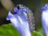 Athalia scutellariae